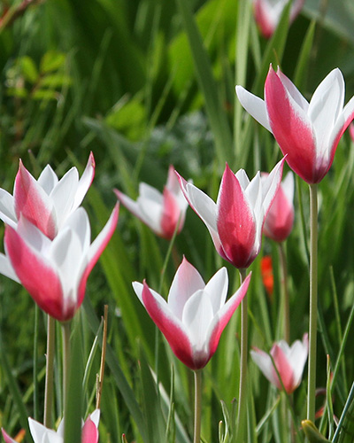 clusiana peppermintstick.jpg